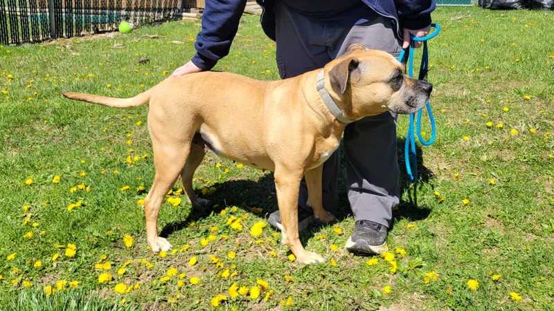 Whoopee Cushion thumbnail 5