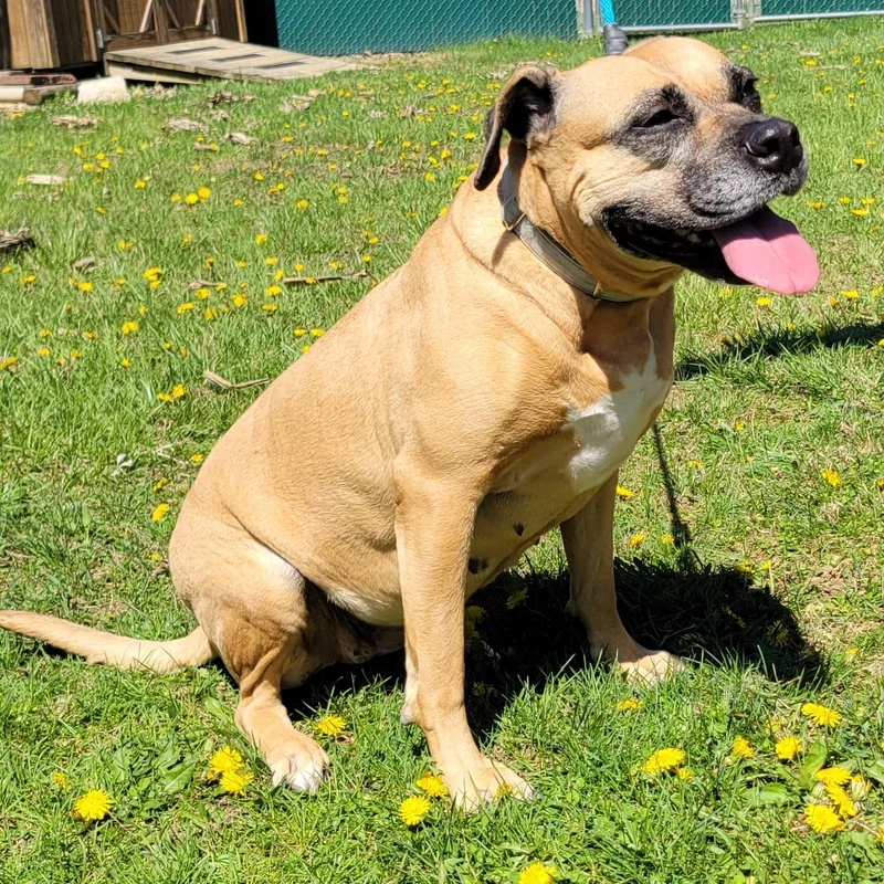 An adult large-sized female Yellow / Tan / Blond / Fawn Mastiff dog named Whoopee Cushion for adoption in West Jefferson, OH