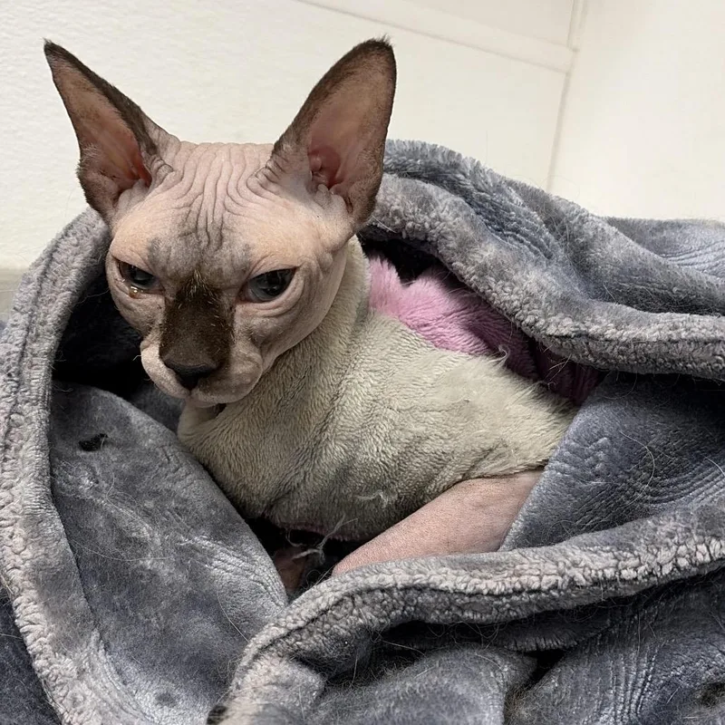 An adult medium-sized female Seal Point Sphynx / Hairless Cat cat named Bubbles for adoption in Henderson, NV