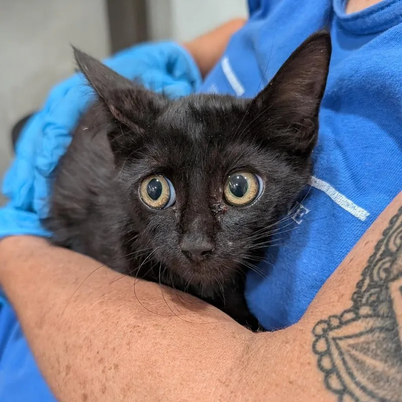 A baby small-sized female Domestic Short Hair cat named Bella for adoption in Buchanan Dam, TX