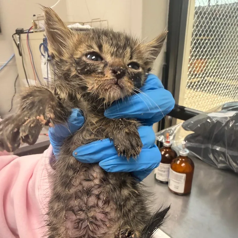 A baby small-sized female Domestic Short Hair cat named Piplup for adoption in Columbiana, AL