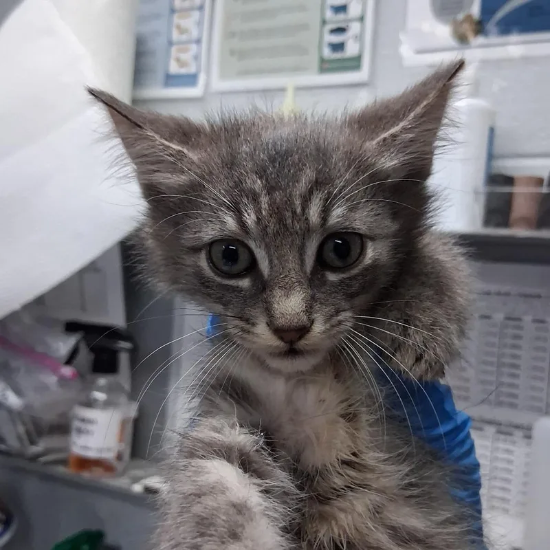 An adult small-sized female Gray / Blue / Silver Domestic Short Hair cat named Delta for adoption in Summerville, SC