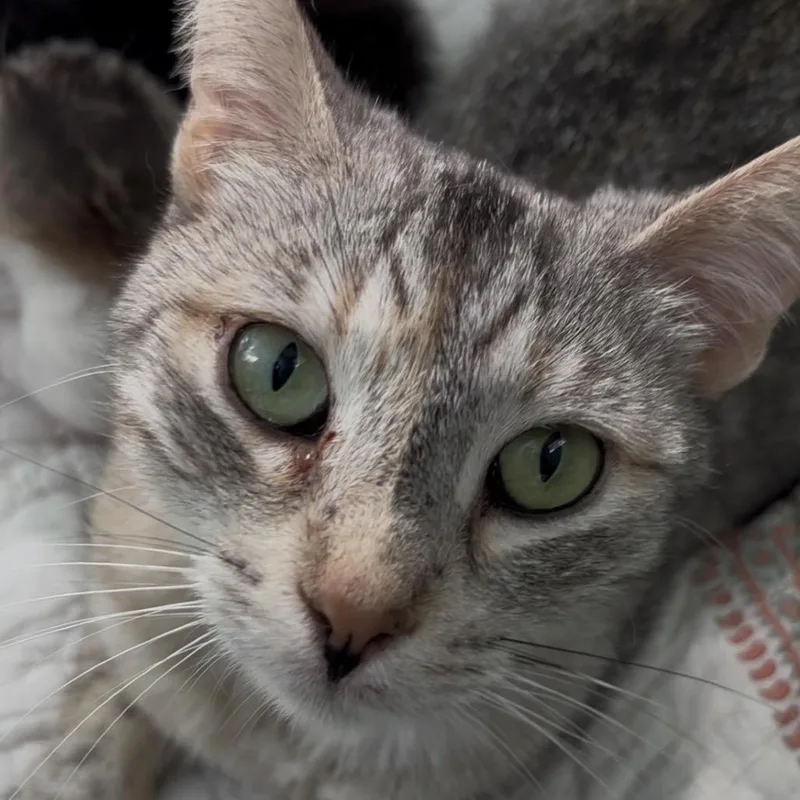 A young small-sized female Gray / Blue / Silver Domestic Short Hair cat named Hestia for adoption in Tustin, CA