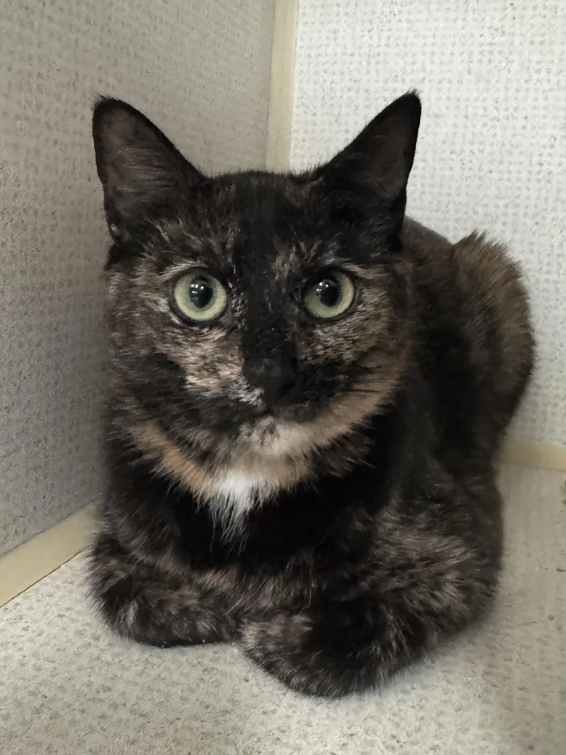 A young medium-sized female Tortoiseshell Domestic Short Hair cat named Gizmo for adoption in Hamilton, NJ