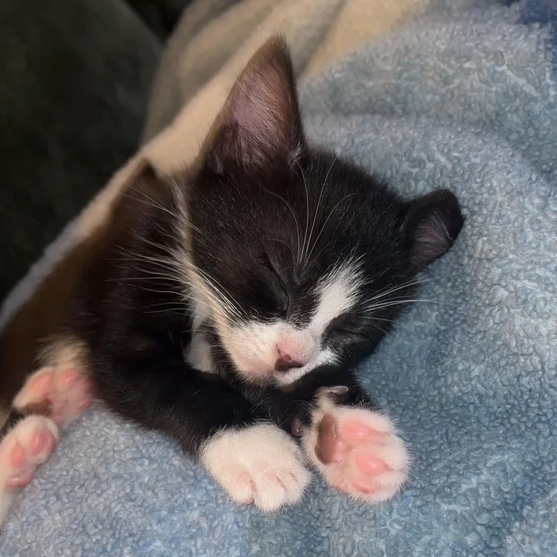 A baby small-sized female Domestic Short Hair cat named Key Lime for adoption in Charlottesville, VA