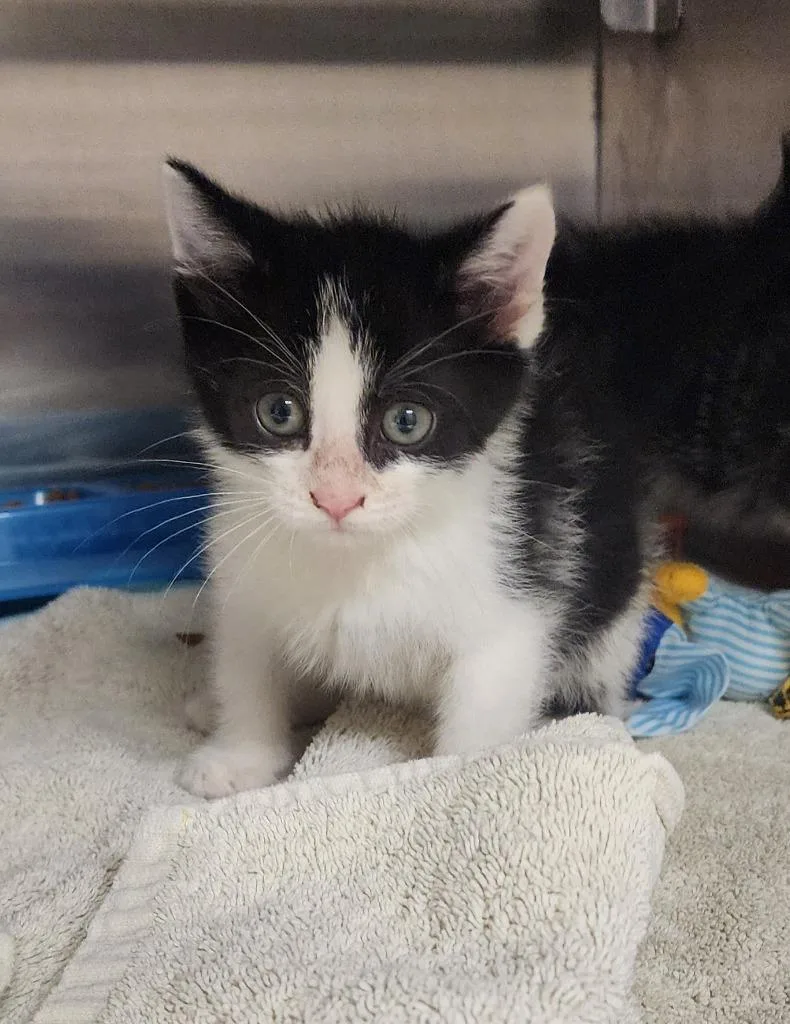 A baby medium-sized male Domestic Short Hair cat named Pluto for adoption in Great Bend, KS