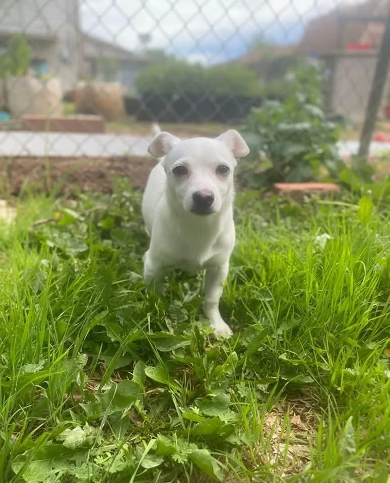 Odie thumbnail 2