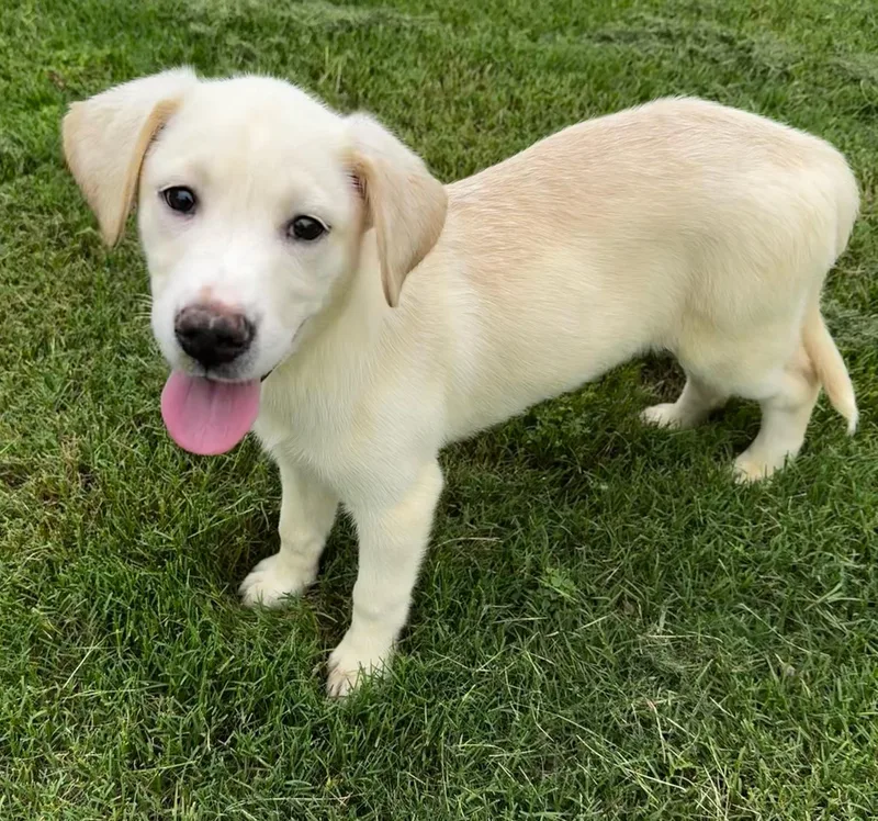 A baby large-sized female Yellow / Tan / Blond / Fawn German Shorthaired Pointer dog named Lucy for adoption in Calera, AL