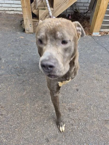 An adult large-sized male Pit Bull Terrier dog named Pen Ic for adoption in Lawrenceville, GA