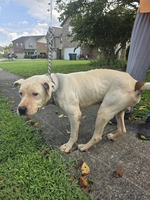An adult medium-sized male Pit Bull Terrier dog named Otis for adoption in Huntsville, AL