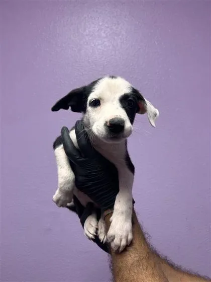 A baby small-sized female Black Mixed Breed dog named 61384016 for adoption in El Paso, TX