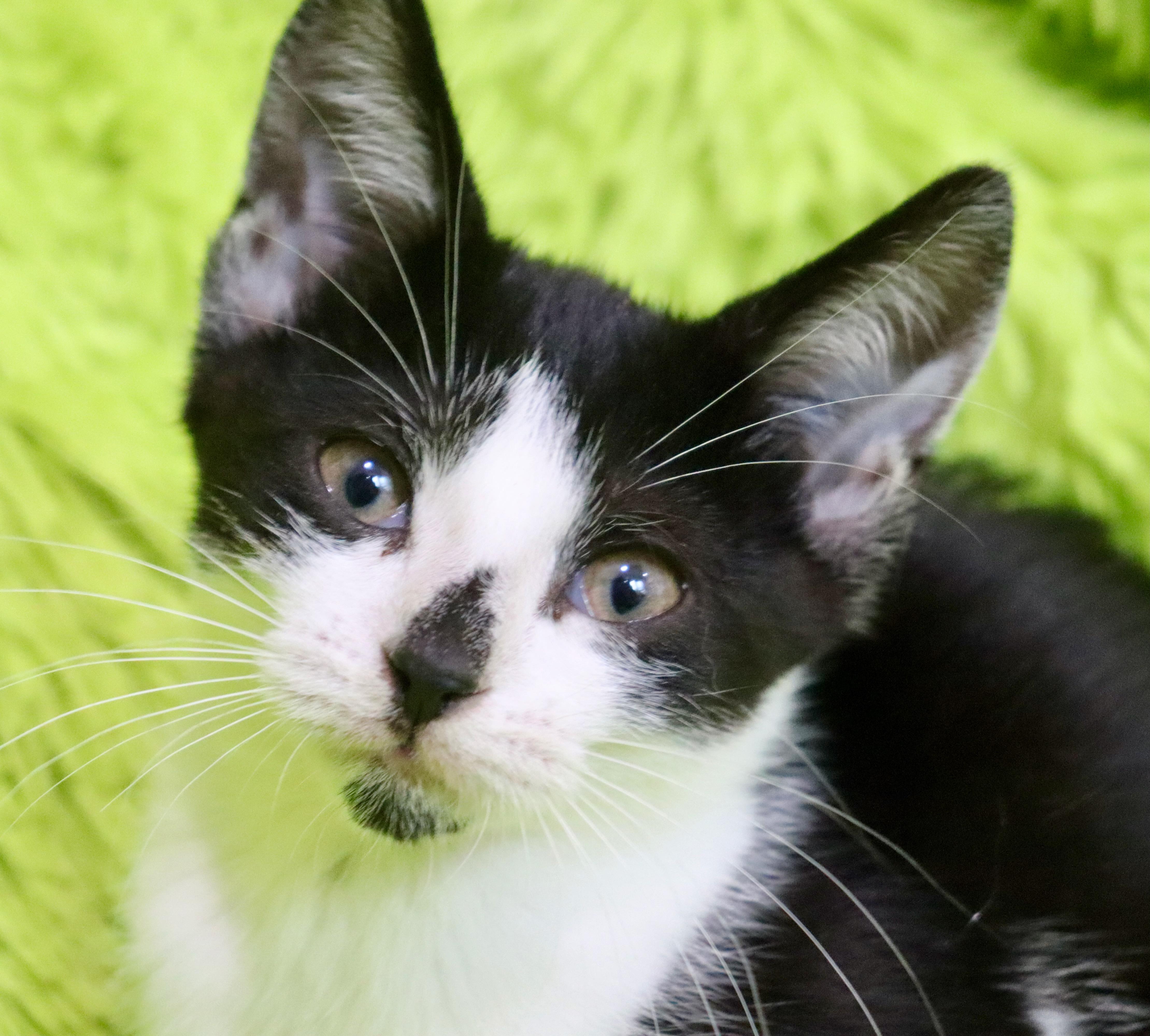 A baby medium-sized female Extra-Toes Cat / Hemingway Polydactyl cat named Doublemint for adoption in Saint Augustine, FL