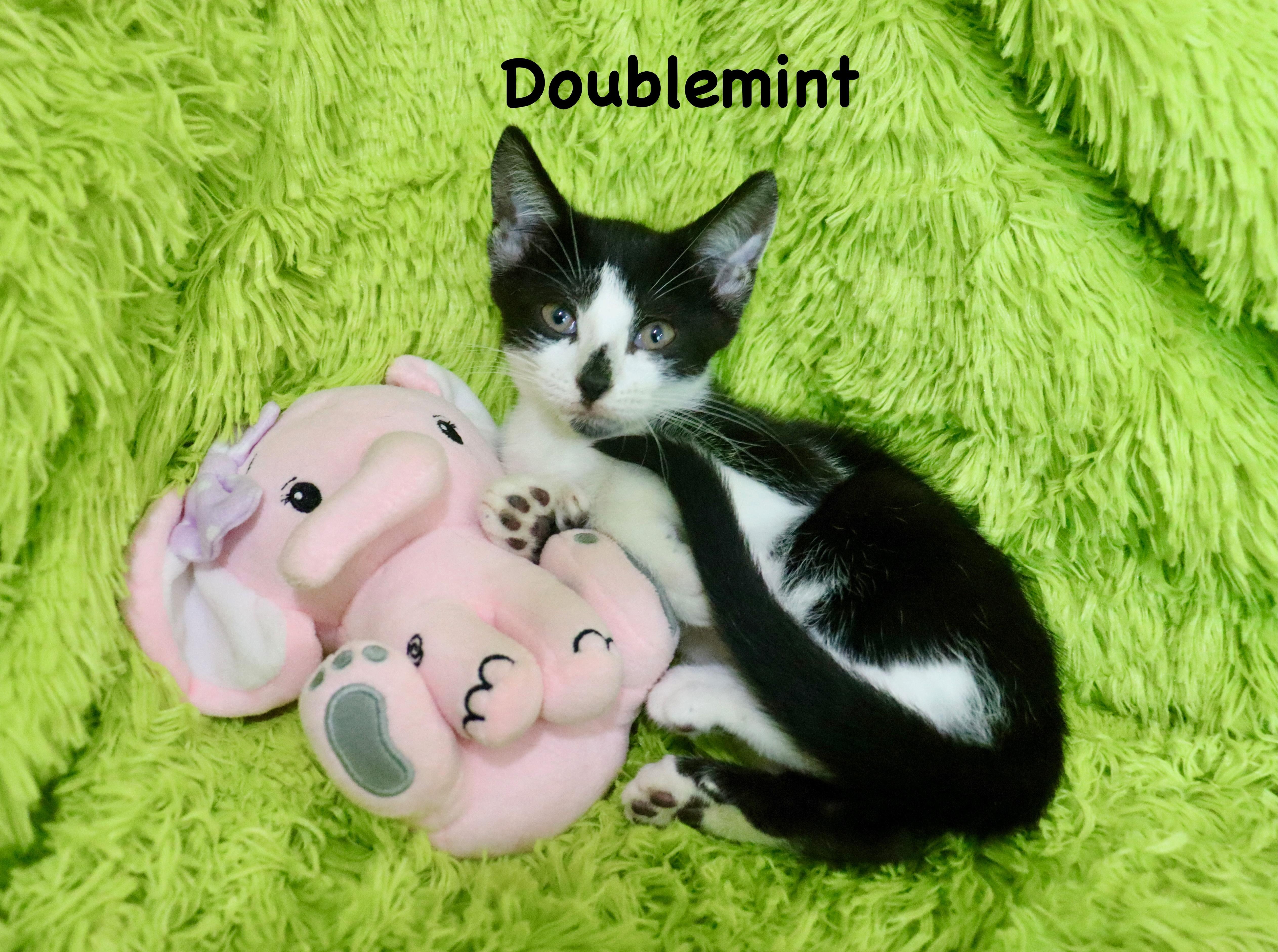 Doublemint thumbnail 4