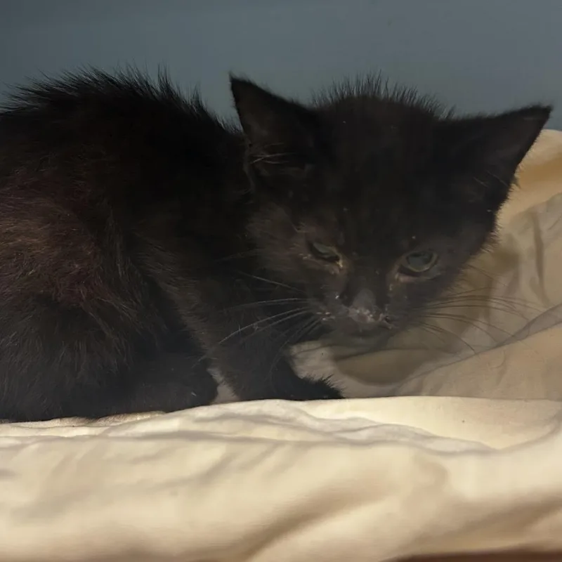 A baby small-sized male Black Domestic Short Hair cat named Souper for adoption in Chattanooga, TN