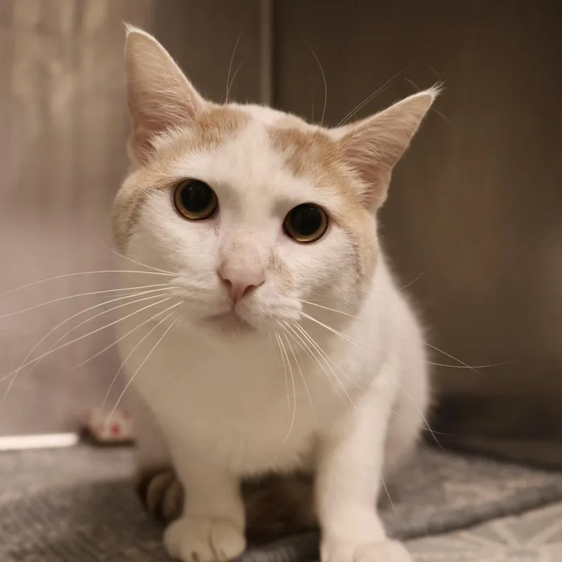 An adult medium-sized male White Domestic Short Hair cat named Samuel for adoption in Briarcliff Manor, NY