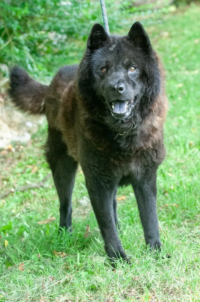 A senior medium-sized male Chow Chow dog named Dallas for adoption in Johnson City, TN