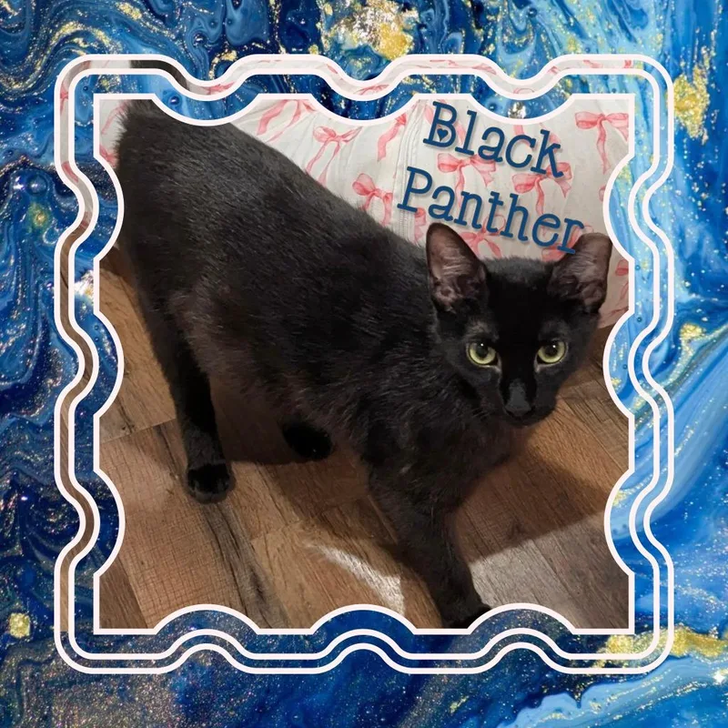 A young medium-sized male Domestic Short Hair cat named Black Panther for adoption in Grovetown, GA