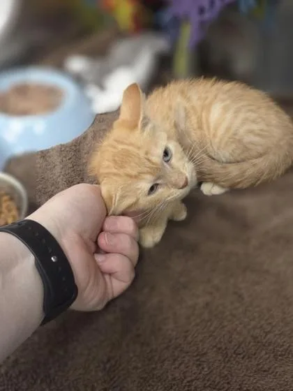A baby small-sized female Domestic Short Hair cat named Raphaela for adoption in Westland, MI