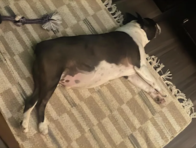 An adult small-sized male Black Boston Terrier dog named Roscoe in MO for adoption in Elkhorn, NE