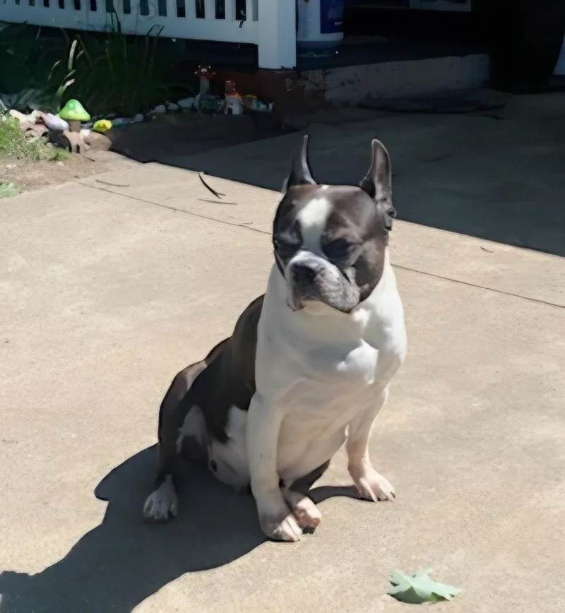 Roscoe in MO thumbnail 2