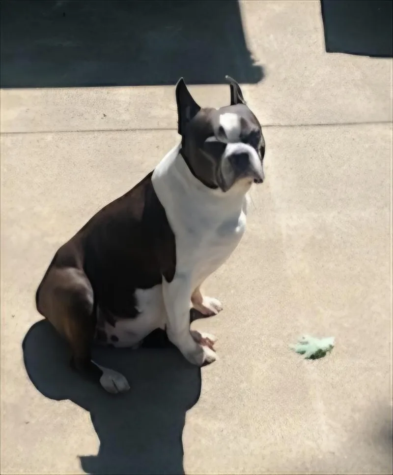 Roscoe in MO thumbnail 3