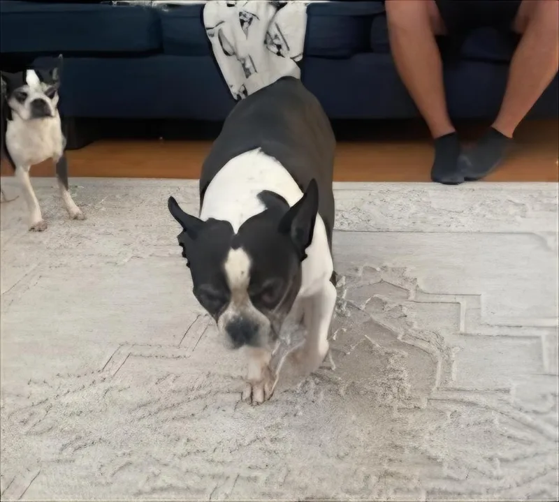 Roscoe in MO thumbnail 4