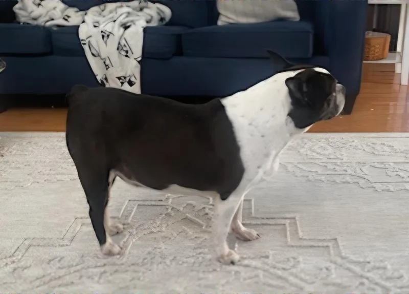 Roscoe in MO thumbnail 5