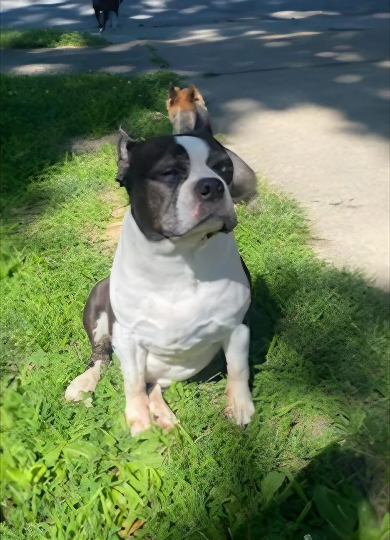 Roscoe in MO thumbnail 6