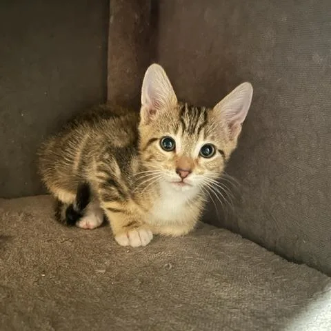 A baby small-sized male Brown / Chocolate Domestic Short Hair cat named Neteyam for adoption in Yucca Valley, CA