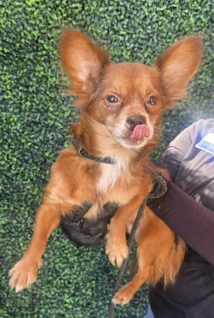 An adult small-sized female Brown / Chocolate Chihuahua dog named Foxy for adoption in El Paso, TX