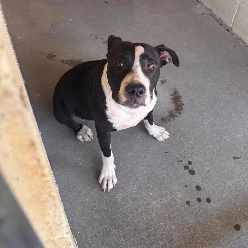 A young medium-sized female Black Pit Bull Terrier dog named Fanta for adoption in Starkville, MS