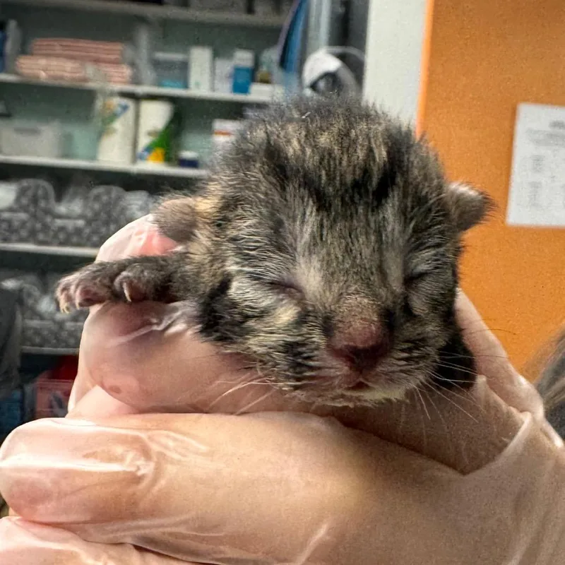 A baby small-sized male Brown / Chocolate Domestic Short Hair cat named Tater Tot for adoption in Birdsboro, PA