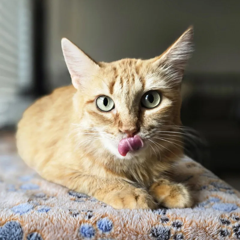 An adult medium-sized female Maine Coon cat named Amber fuegogroup for adoption in Houston, TX