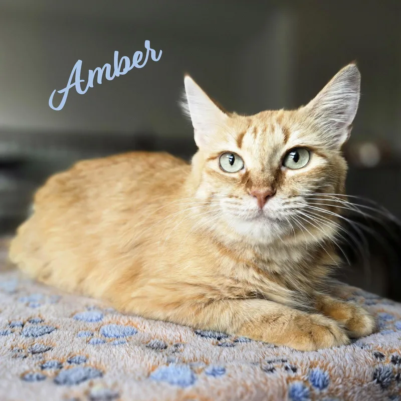 Amber fuegogroup thumbnail 3