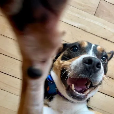 Cooper thumbnail 3