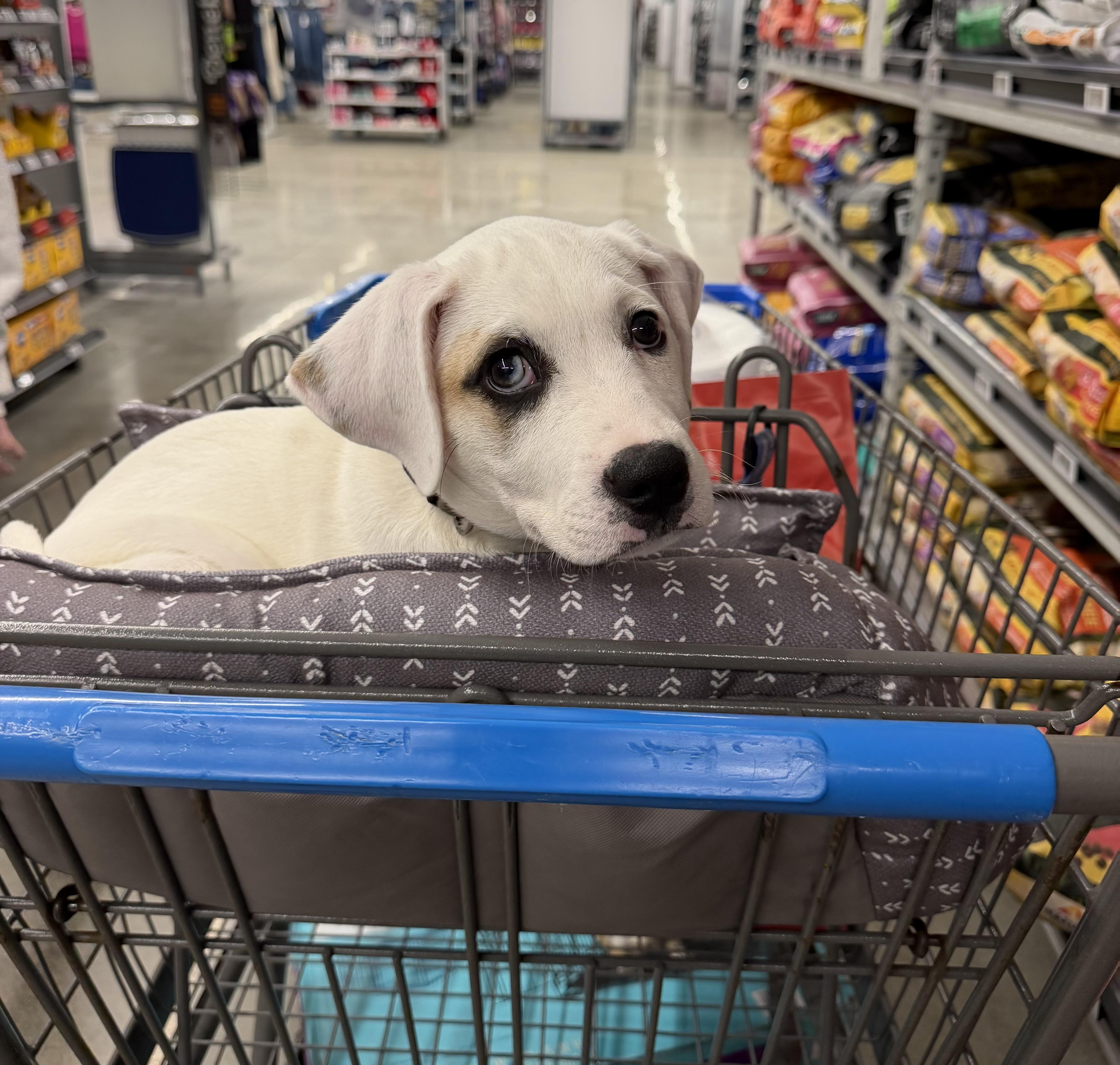 A baby medium-sized male White / Cream Labrador Retriever dog named Winston for adoption in Calera, AL