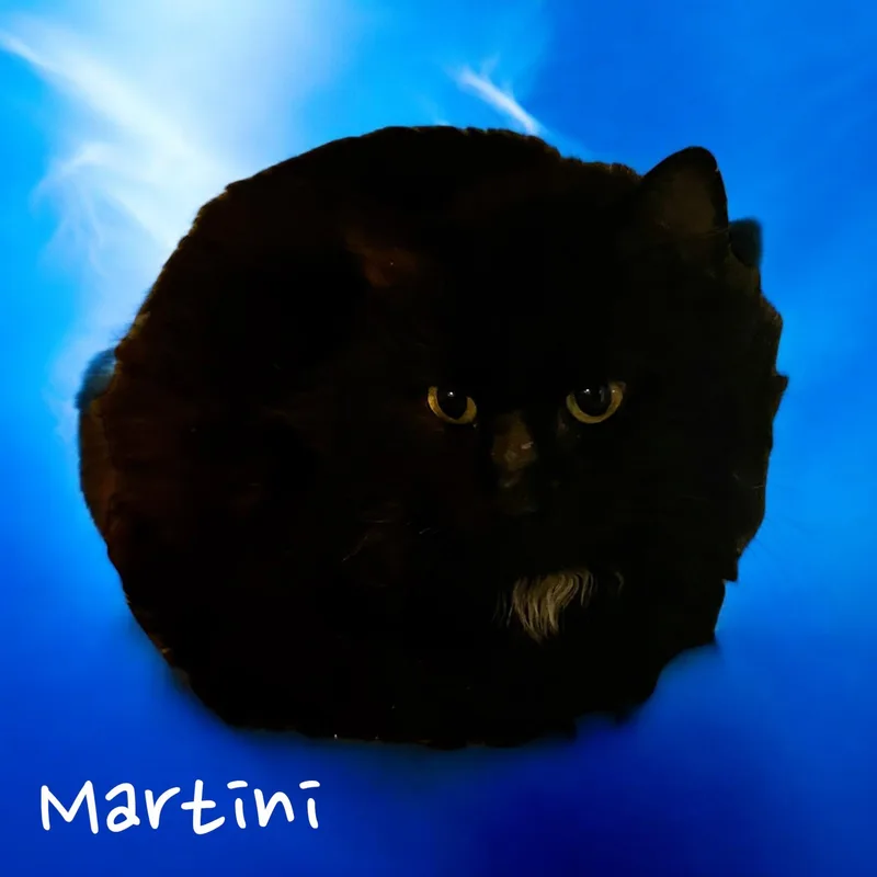Martini  Md thumbnail 2