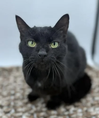 An adult small-sized female Domestic Short Hair cat named Shadow for adoption in Bowling Green, KY