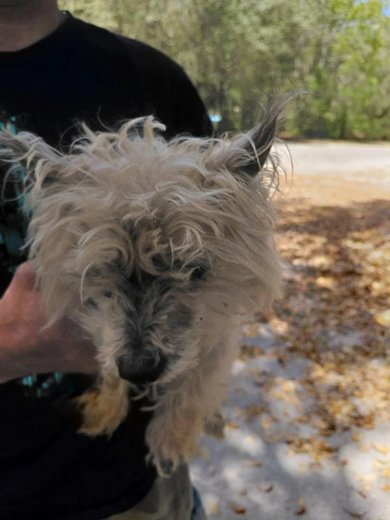 A senior small-sized male Maltese dog named Toto for adoption in St. Augustine, FL