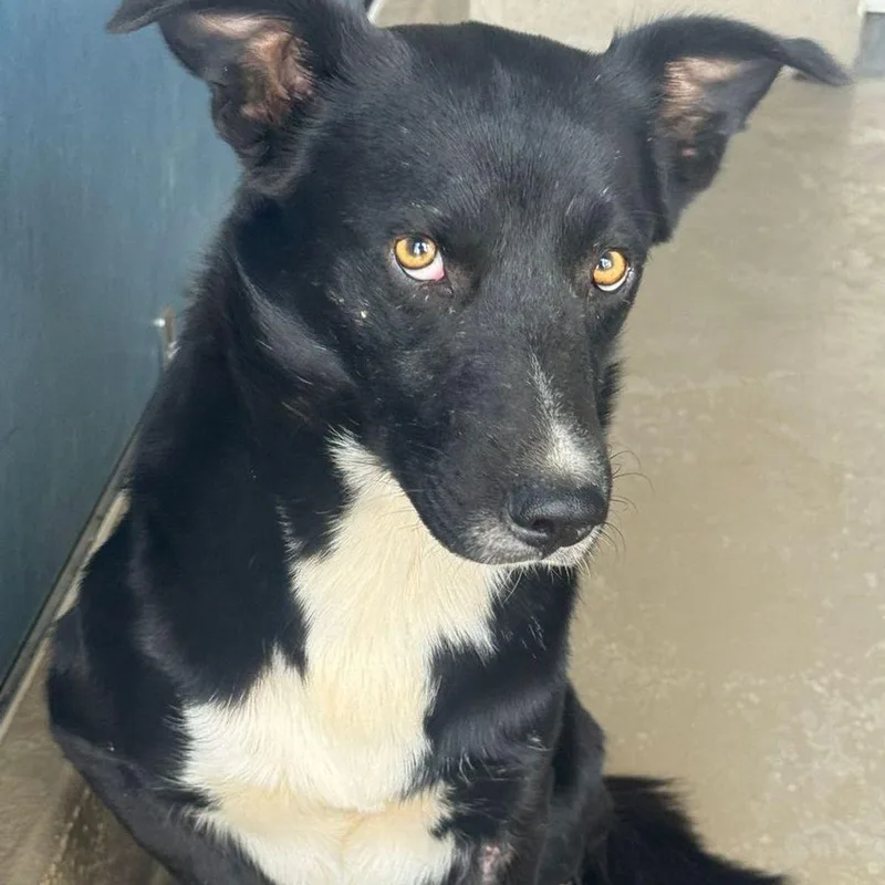 An adult medium-sized male Collie dog named Angel for adoption in Kingman, AZ