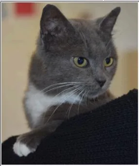 A young medium-sized female Gray / Blue / Silver Domestic Short Hair cat named Bisco Queen for adoption in Greenfield, IN