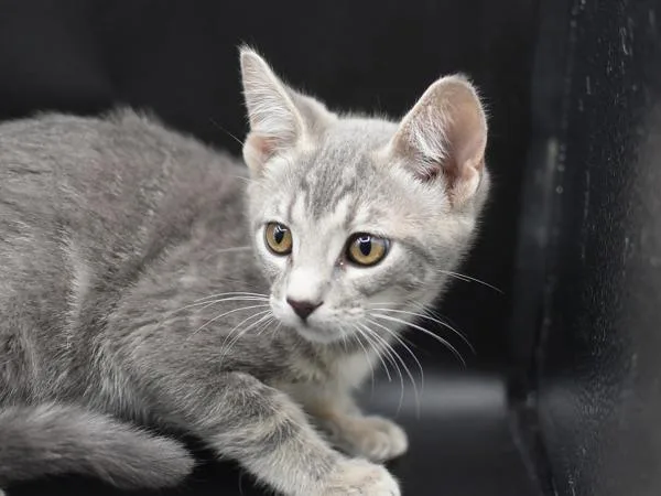 A baby small-sized female Domestic Short Hair cat named Matilda for adoption in Portland, OR