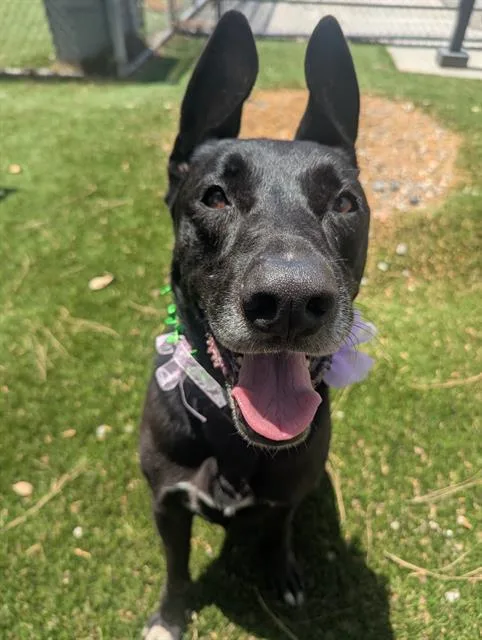 An adult medium-sized female Labrador Retriever dog named Tequila for adoption in Baldwin Park, CA