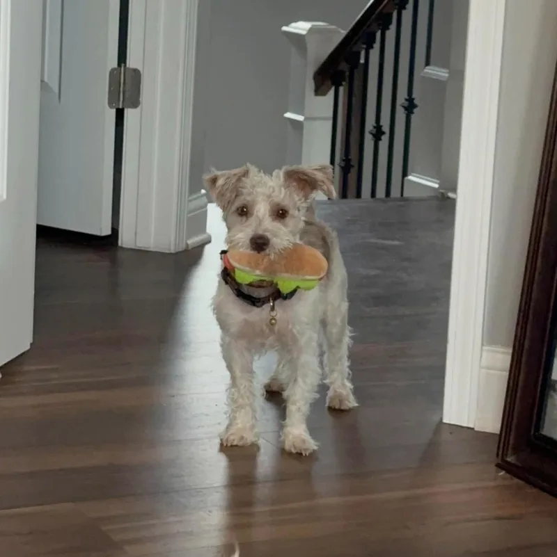 An adult small-sized male Miniature Schnauzer dog named Cisco for adoption in Homer Glen, IL