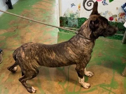 A young medium-sized male Black Mouth Cur dog named Buckwheat for adoption in Brookhaven, MS