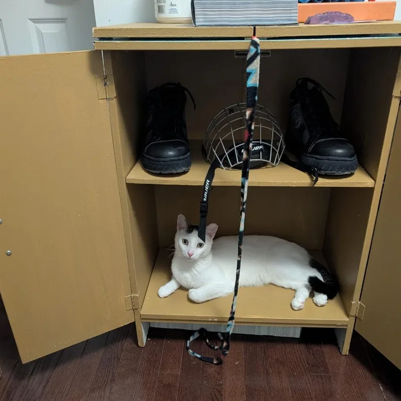 Catt Damon thumbnail 2