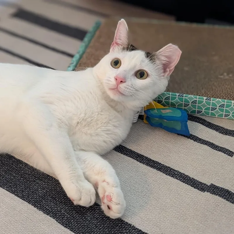 Catt Damon thumbnail 4