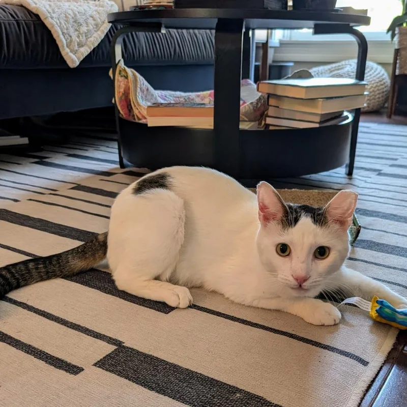 Catt Damon thumbnail 5