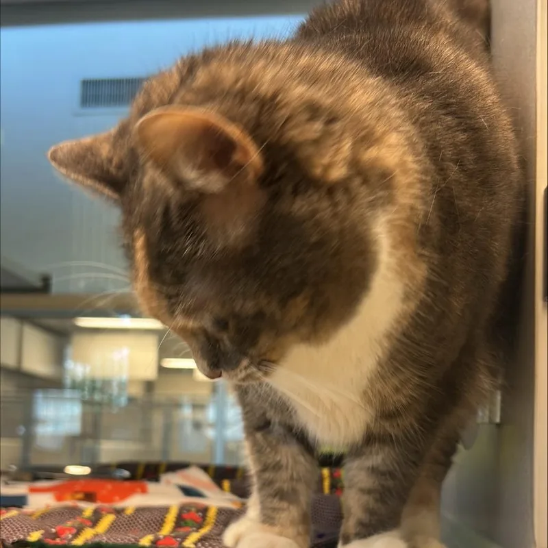 An adult large-sized female Domestic Short Hair cat named Marlene for adoption in Cedar Rapids, IA