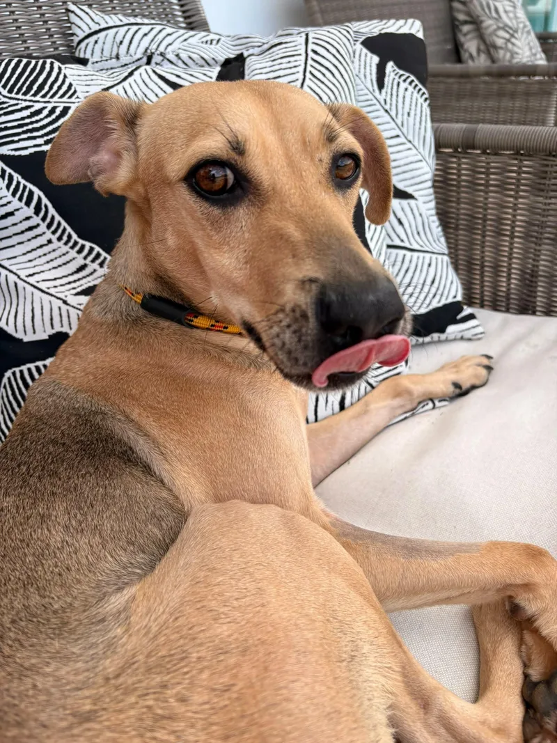 A young medium-sized male Mixed Breed dog named Oxiel for adoption in Brooklyn, NY